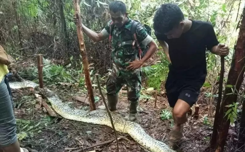 ​Mulher desaparecida é encontrada morta dentro do estômago de cobra gigante na Indonésia